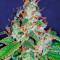 White Lemon (Strain Hunters) Cannabis-Samen