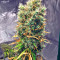 White Strawberry Skunk (Strain Hunters) Cannabis-Samen