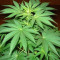 Jack La Mota (Medical Seeds) Cannabis-Samen