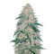 AK-77V strain