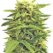 Auto Super Hash (Pyramid Seeds) Cannabis-Samen