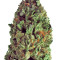 Budzilla (Heavyweight Seeds) Cannabis-Samen