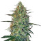 Malana Bomb Auto (Barney's Farm) Cannabis-Samen