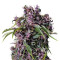 Purple (Pyramid Seeds) Cannabis-Samen