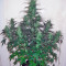 Auto Durban Poison (Dutch Passion) Cannabis-Samen