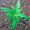 Critical + (Dinafem Seeds) Cannabis-Samen