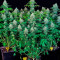 Double Dutch regular (Serious Seeds) Cannabis-Samen
