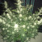Fast & Vast Auto (Heavyweight Seeds) Cannabis-Samen