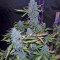 Green Crack Auto (Fast Buds) Cannabis-Samen