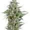 Auto Kryptonite (Pyramid Seeds) Cannabis-Samen
