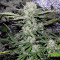 Critical Kush feminisierte Samen (Barney's Farm)