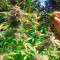 White Berry (Paradise Seeds) Cannabis-Samen