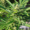 AK-49 Auto (Vision Seeds) Cannabis-Samen