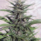 Auto Durban Poison (Dutch Passion) Cannabis-Samen