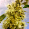 Big Band (Kannabia Seeds) Cannabis-Samen
