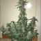 CBD Auto 1:1 (CBD Crack) Cannabis-Samen