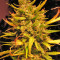 Psicodelicia (Sweet Seeds) Cannabis-Samen