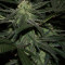 Royal Cookies (RQS) Cannabis-Samen