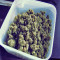 Amnesia (World of Seeds) Cannabis-Samen