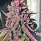 Dark Devil Auto (Sweet Seeds) Cannabis-Samen