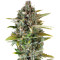 Critical Cheese (Dinafem Seeds) Cannabis-Samen