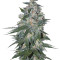 Ketama (World of Seeds) Cannabis-Samen