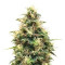 Somango XL (RQS) Cannabis-Samen