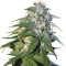 Sour Cream (DNA Genetics) Cannabis-Samen