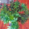Amherst Sour Diesel (Humboldt Seeds Organization) Cannabis-Samen