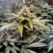 LSD feminisierte Samen (Barney’s Farm)