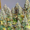 Tutankhamon (King Tut) feminisierte Samen (Pyramid Seeds)