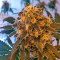 Big Band (Kannabia Seeds) Cannabis-Samen