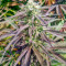 Black D.O.G. (Humboldt Seeds Organization) Cannabis-Samen