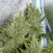 C99 (Female Seeds) Cannabis-Samen
