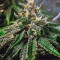 Master Kush (Nirvana Seeds) Cannabis-Samen