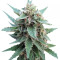 Buddha Red Dwarf Auto (Buddha Seeds) Cannabis-Samen