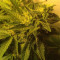 AK-49 Auto (Vision Seeds) Cannabis-Samen
