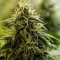 Allkush (Paradise Seeds) Cannabis-Samen