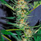 Amnesi-K Lemon strain