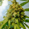 Big Band (Kannabia Seeds) Cannabis-Samen