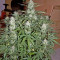 Critical Jack Autoflowering (Dinafem Seeds) Cannabis-Samen