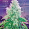 Dr. Greenthumb’s Em-Dog by B-Real (Humboldt Seeds Organization) Cannabis-Samen
