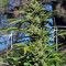 Dr. Greenthumb’s Em-Dog by B-Real (Humboldt Seeds Organization) Cannabis-Samen