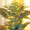Medusa (Nirvana Seeds) Cannabis-Samen