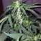 Stardawg Auto (Fast Buds) Cannabis-Samen