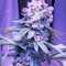 Trainwreck (Humboldt Seeds Organization) Cannabis-Samen