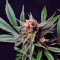 CBD Blue Shark (Barney's Farm) Cannabis-Samen