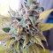 Cream Caramel (Sweet Seeds) Cannabis-Samen