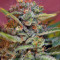 Jack 47 F1 Fast Version (Sweet Seeds) Cannabis-Samen