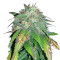 Alpujarrena (Pyramid Seeds) Cannabis-Samen